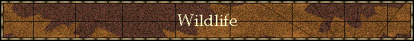 Wildlife