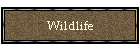 Wildlife