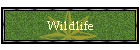 Wildlife